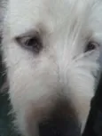 Dinho