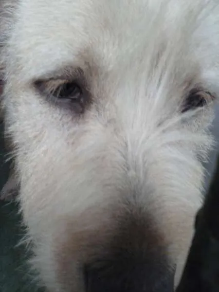 Cachorro ra a SRD idade 2 anos nome Dinho