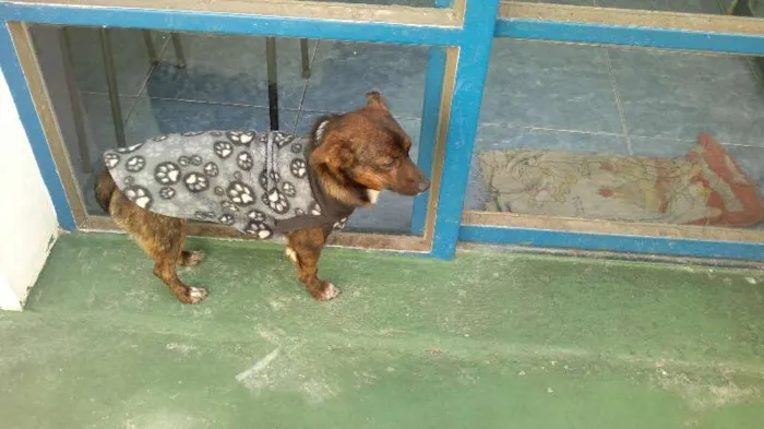 Cachorro ra a SRD idade 2 anos nome Tigrim