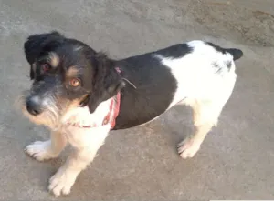 Cachorro raça SRD idade 2 anos nome Pingo