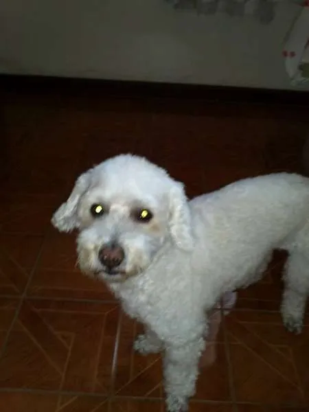 Cachorro ra a Poodle idade 6 ou mais anos nome Bruno