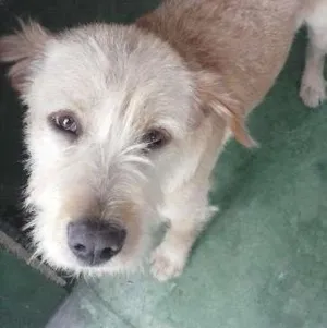 Cachorro raça SRD idade 2 anos nome Dinho