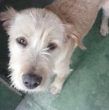 Cachorro ra a SRD idade 2 anos nome Dinho