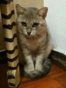 Gato ra a SRD idade 2 a 6 meses nome Gaby