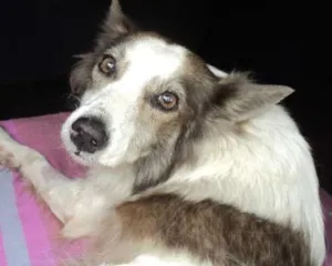 Cachorro raça SRD idade 4 anos nome Vitoria