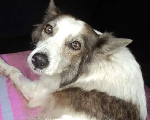 Cachorro ra a SRD idade 4 anos nome Vitoria