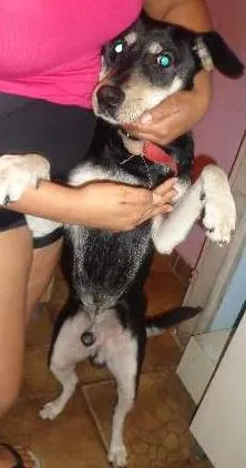 Cachorro ra a SRD idade 4 anos nome Oscar