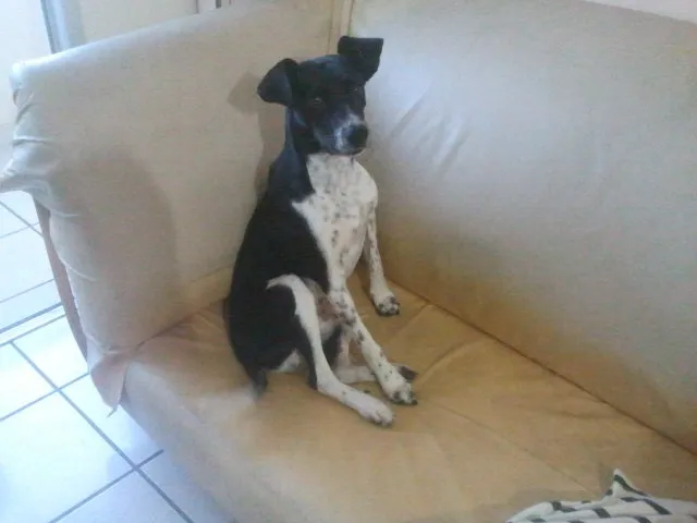 Cachorro raça viralata idade 7 a 11 meses nome rex