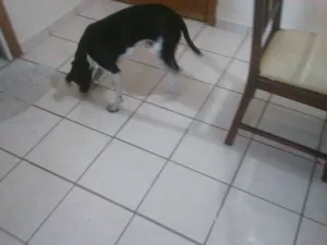 Cachorro raça viralata idade 7 a 11 meses nome rex