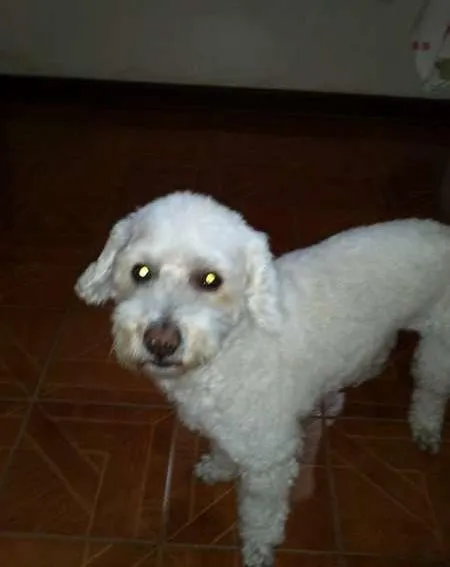 Cachorro ra a Poodle idade 6 ou mais anos nome Bruno