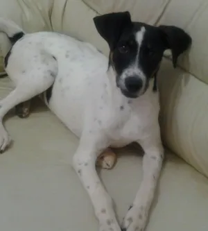 Cachorro raça vira lata idade 2 a 6 meses nome Pou