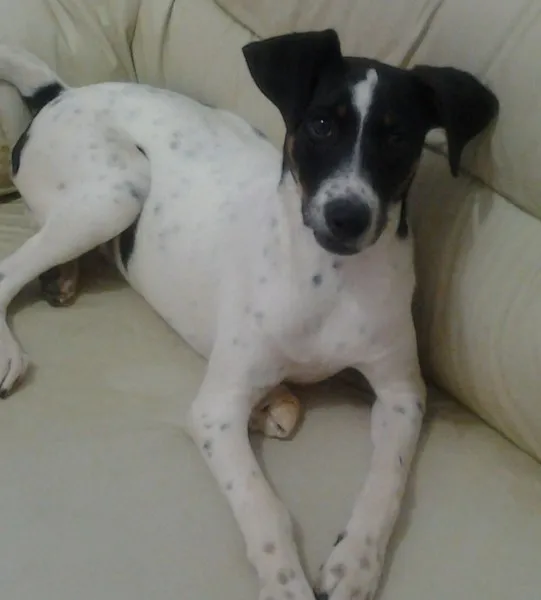 Cachorro raça vira lata idade 2 a 6 meses nome Pou