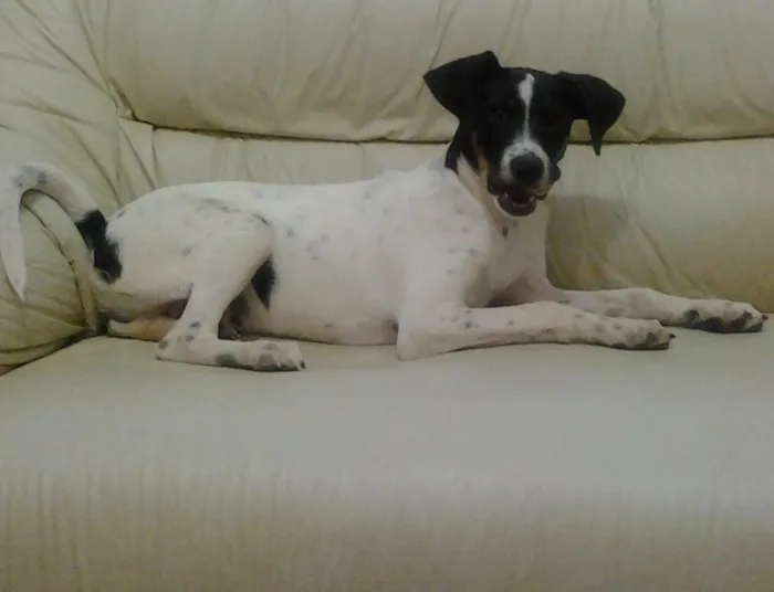 Cachorro raça vira lata idade 2 a 6 meses nome Pou