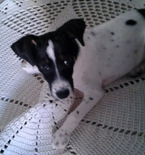 Cachorro raça vira lata idade 2 a 6 meses nome Pou