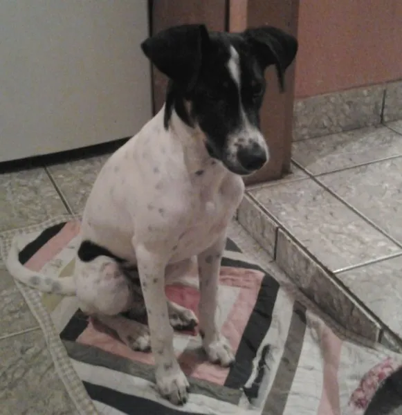 Cachorro raça vira lata idade 2 a 6 meses nome Pou