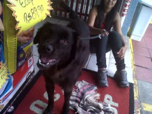 Cachorro raça SRD idade 2 anos nome Negão