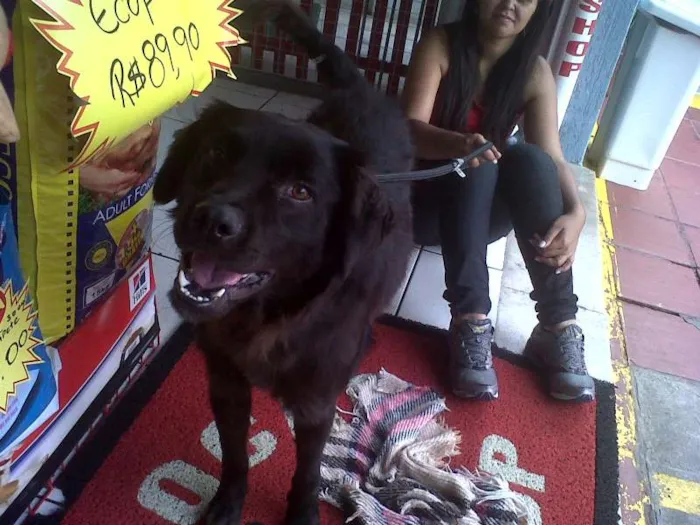 Cachorro ra a SRD idade 2 anos nome Negão