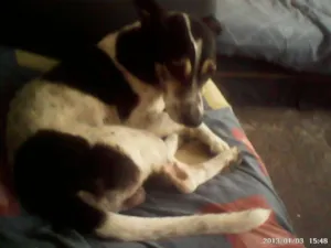 Cachorro raça vira-lata idade 2 anos nome Maylows