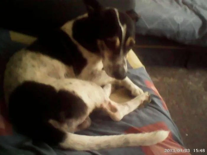 Cachorro ra a vira-lata idade 2 anos nome Maylows