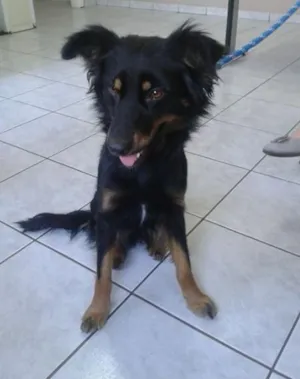 Cachorro raça SRD idade 1 ano nome Juli