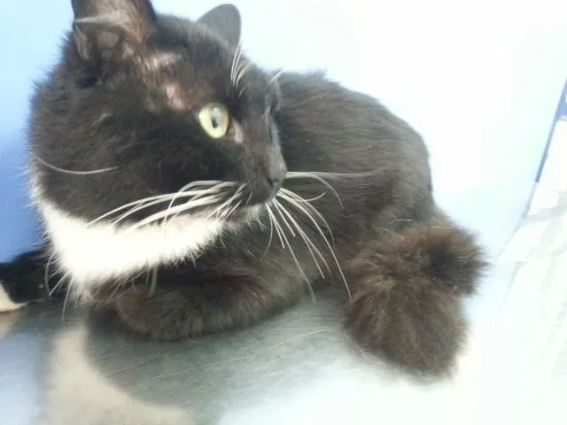 Gato ra a SRD idade 2 anos nome Benjamin