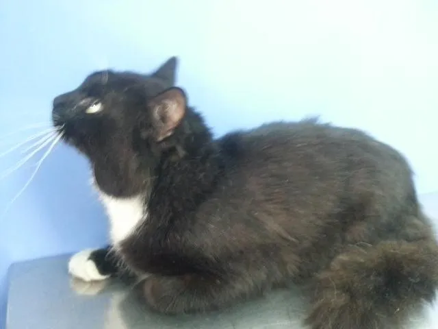 Gato ra a SRD idade 2 anos nome Benjamin