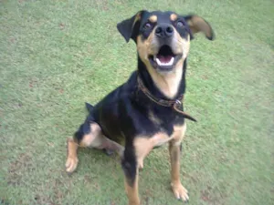 Cachorro raça SRD idade 2 anos nome Skol