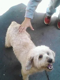 Cachorro ra a Poodle idade 5 anos nome CHARLES