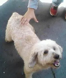 Cachorro ra a Poodle idade 5 anos nome CHARLES