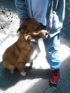 Cachorro ra a mestiço idade 2 anos nome COOKIE