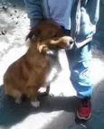 COOKIE