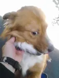COOKIE