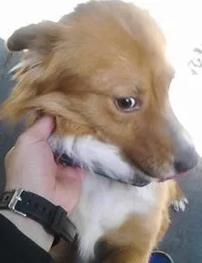 Cachorro ra a mestiço idade 2 anos nome COOKIE