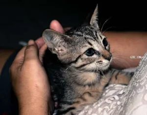 Gato raça  idade Abaixo de 2 meses nome Ryana