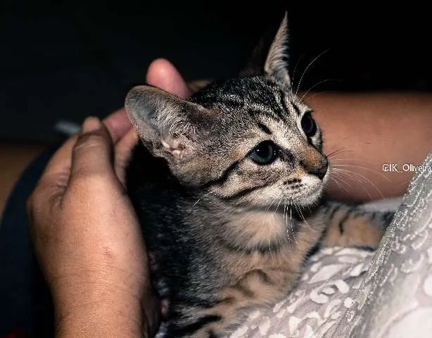 Gato raça  idade Abaixo de 2 meses nome Ryana
