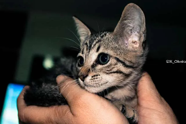 Gato raça  idade Abaixo de 2 meses nome Ryana