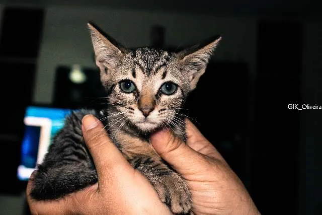 Gato raça  idade Abaixo de 2 meses nome Ryana