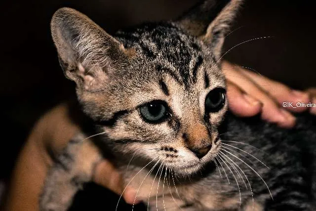 Gato raça  idade Abaixo de 2 meses nome Ryana