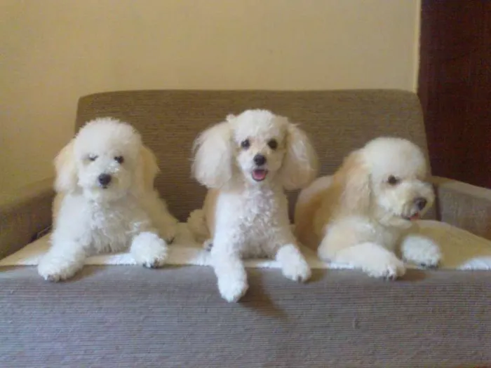 Cachorro raça Poodle idade 1 ano nome Príncipe e Johnny