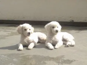 Cachorro raça Poodle idade 1 ano nome Príncipe e Johnny