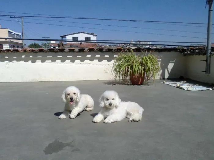 Cachorro raça Poodle idade 1 ano nome Príncipe e Johnny