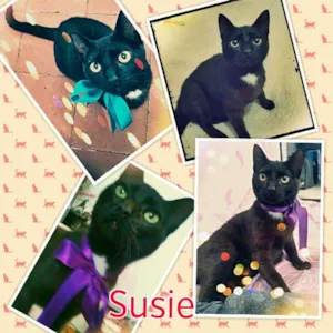 Gato raça Vira-Lata idade 1 ano nome Susie