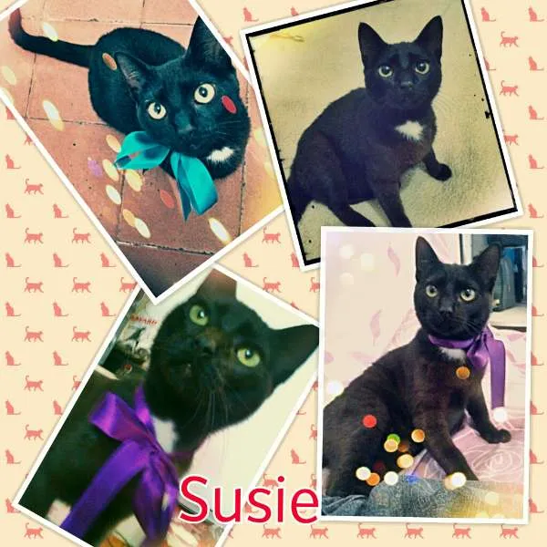 Gato raça Vira-Lata idade 1 ano nome Susie