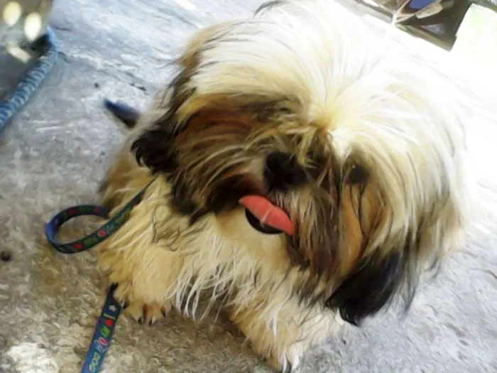 Cachorro ra a shih tzu idade 2 a 6 meses nome Leo