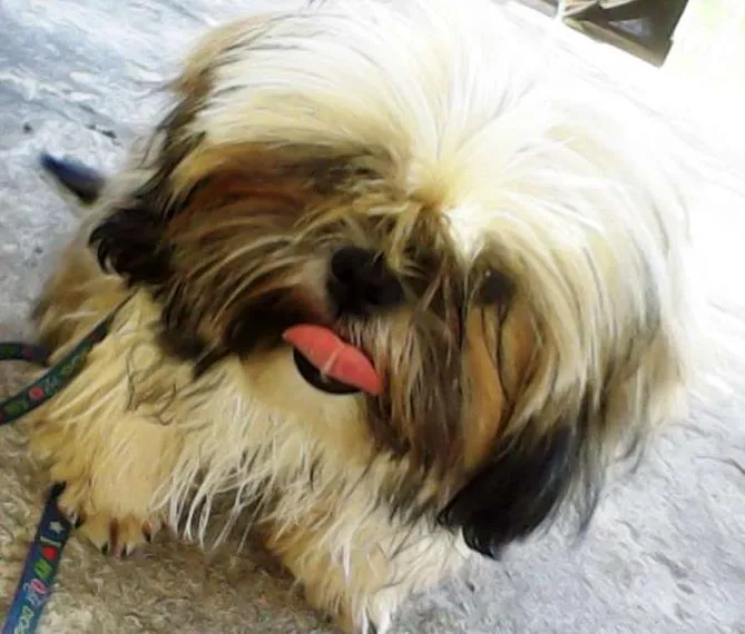 Cachorro ra a shih tzu idade 2 a 6 meses nome Leo