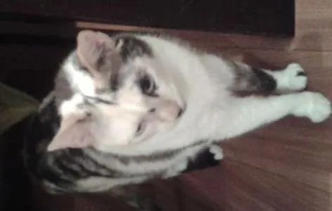 Gato ra a Siamês idade 1 ano nome juninho/cristal/cla