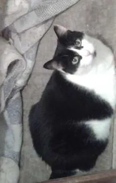 Gato ra a Siamês idade 1 ano nome juninho/cristal/cla