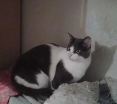 Gato ra a Siamês idade 1 ano nome juninho/cristal/cla