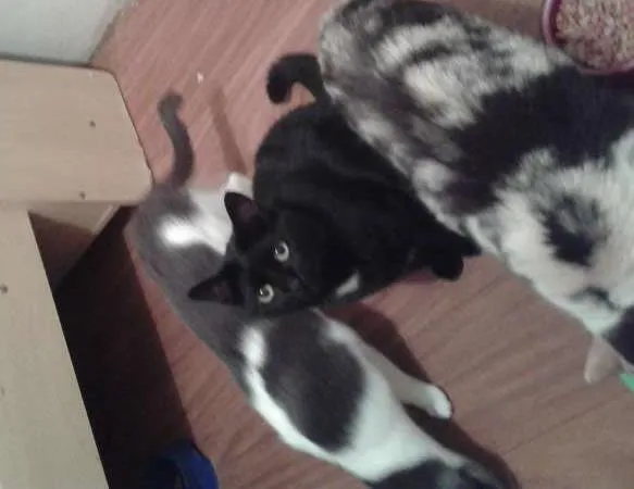 Gato ra a Siamês idade 1 ano nome juninho/cristal/cla