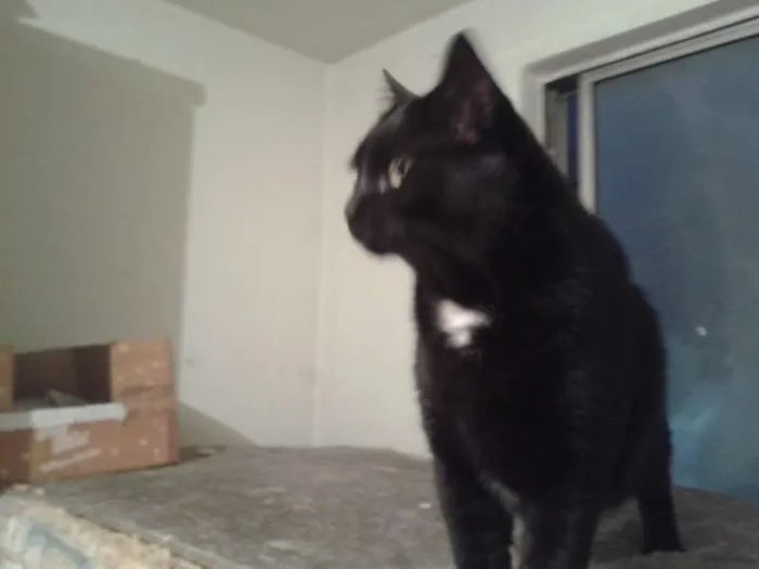 Gato ra a Siamês idade 1 ano nome juninho/cristal/cla